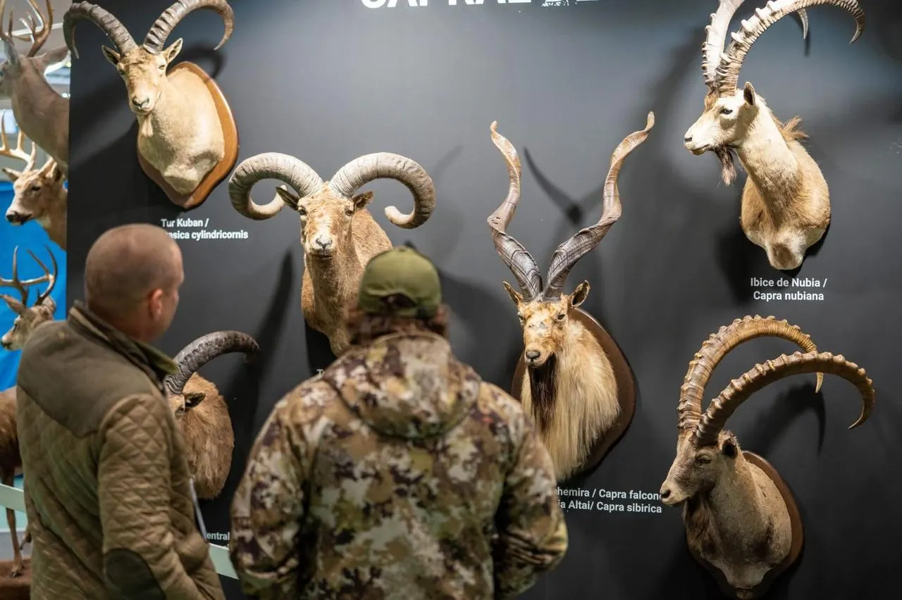 Two visitors study a wall of mounted wild goats and sheep, among them a Markhor, at the fair.