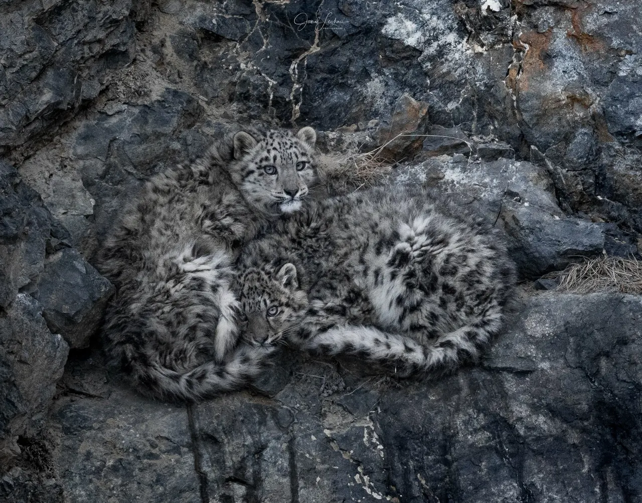 Two snow leopard cubs lie curled together on a ledge of dark rock.